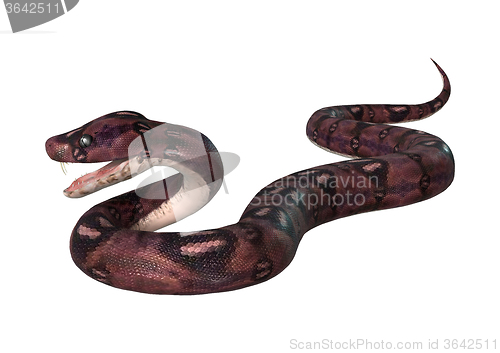 Image of Courious Anaconda on White