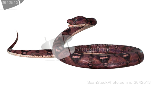 Image of Dangerous Anaconda on White