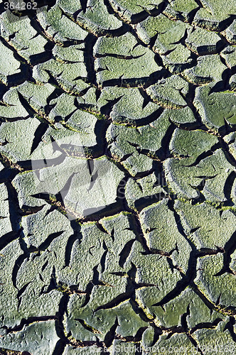 Image of Cracked mud