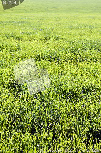 Image of Grassland background