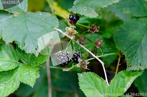 Image of Blackberry and leaf