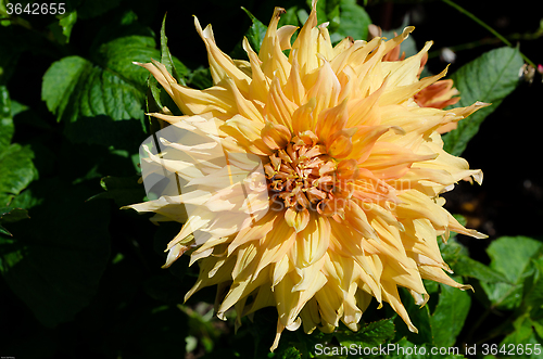 Image of Go America a great dahlia