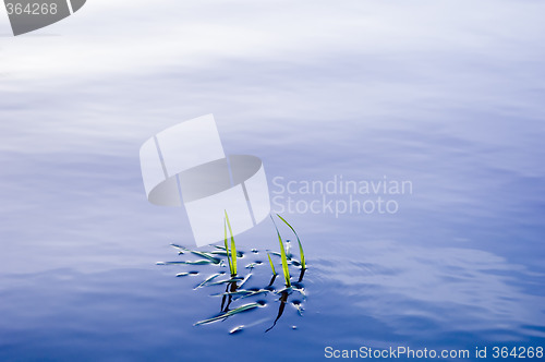 Image of Grass in water surface