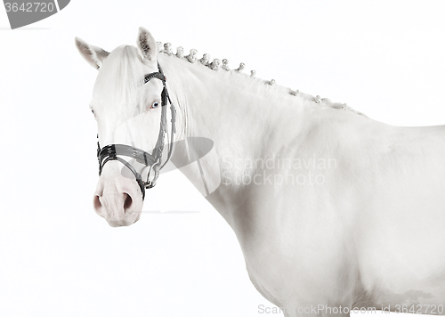 Image of isolated white pony