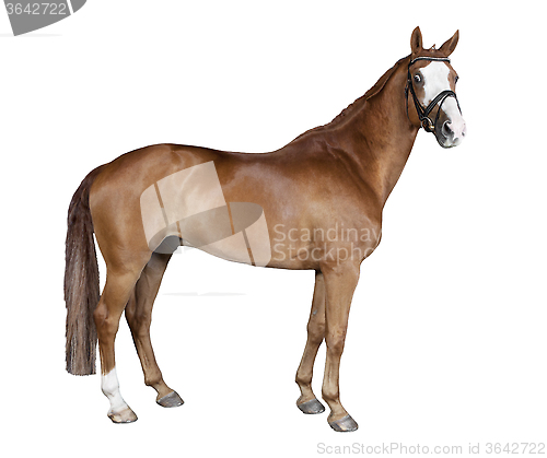Image of isolated brown horse