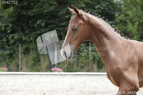 Image of Foals with pigtails