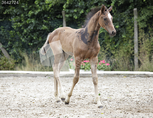 Image of Holsteiner foals noble