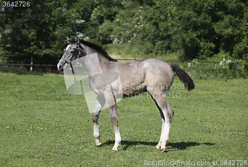 Image of Grey foal with halters