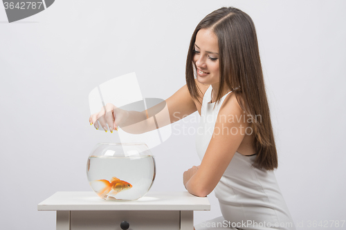 Image of The girl feeds a goldfish in an aquarium