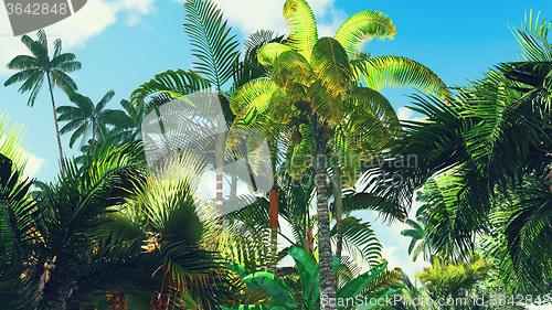 Image of Lush vegetation in jungle