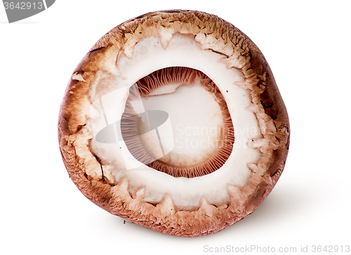 Image of Cap on a brown champignon