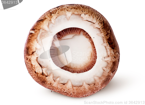 Image of Cap on a brown champignon