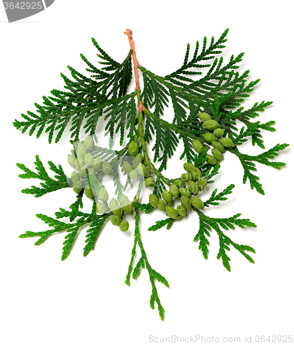 Image of Green twig of thuja with cones