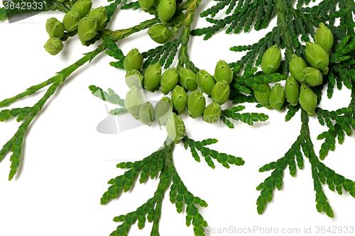 Image of Green twig of thuja with cones 