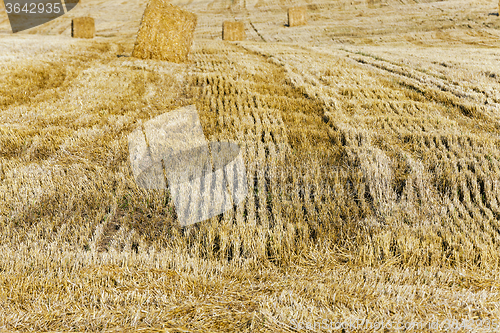 Image of field with straw  