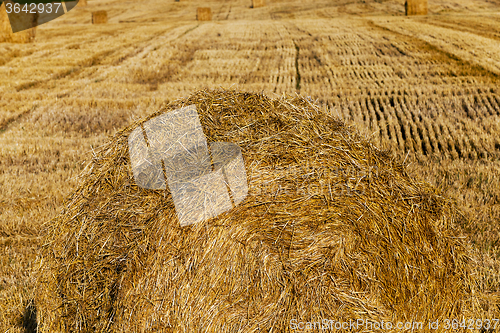 Image of straw stack.  after wheat  