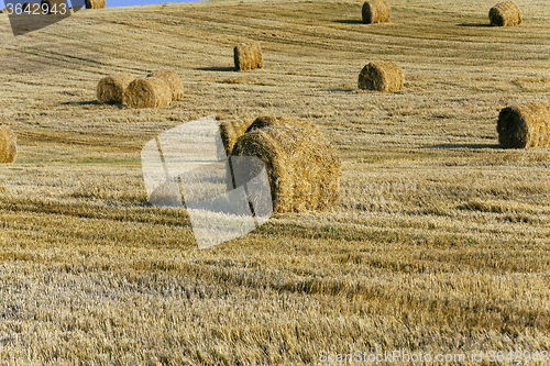 Image of straw stack . harvesting