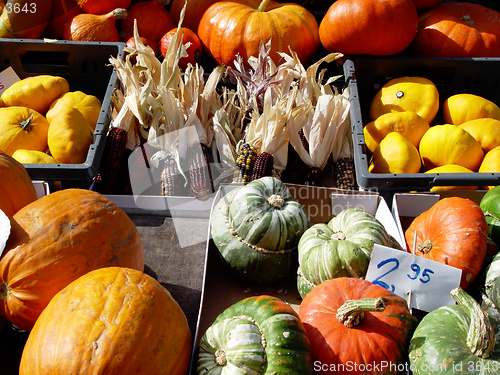 Image of pumpkins + corn