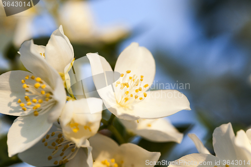 Image of blooming jasmine  flowers