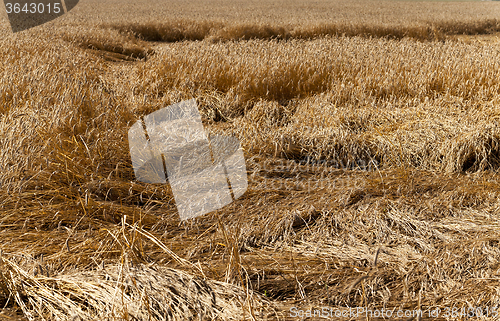 Image of broken rain wheat 