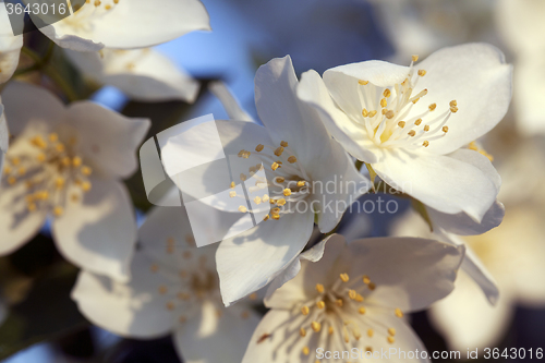 Image of blooming jasmine  flowers