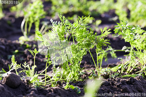 Image of carrot leaves  close-up