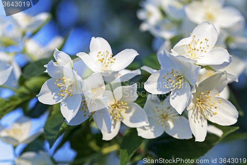 Image of blooming jasmine  flowers