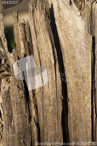 Image of cracked tree   closeup  