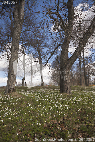 Image of spring flowers