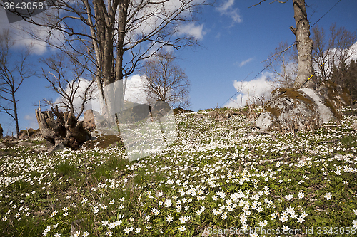 Image of springtime