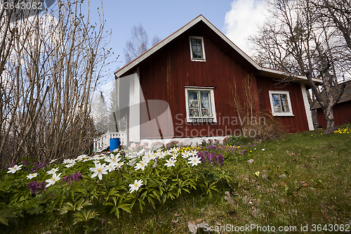 Image of old house with a spring  garden