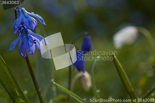 Image of scilla