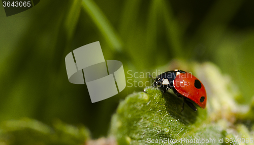 Image of ladybird