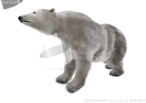 Image of Polar Bear on White