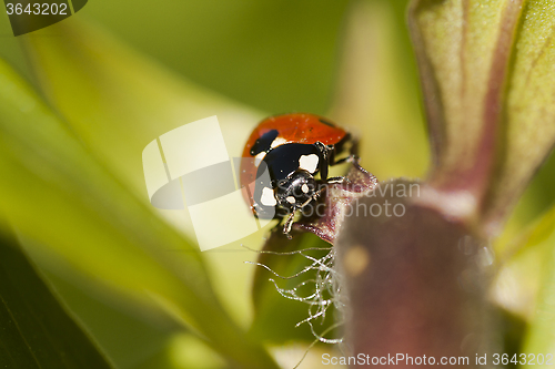 Image of lady bird