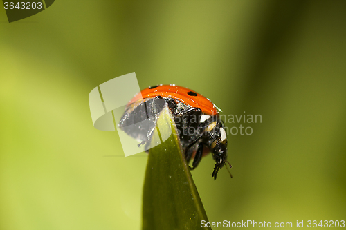 Image of lady bird