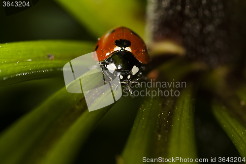 Image of lady bird