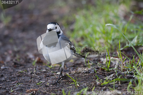 Image of white wagtail