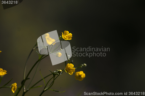 Image of buttercups