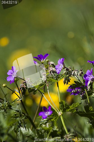 Image of woodland geranium