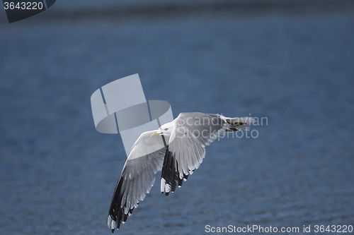 Image of flying seagull