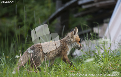 Image of fox cub on the way