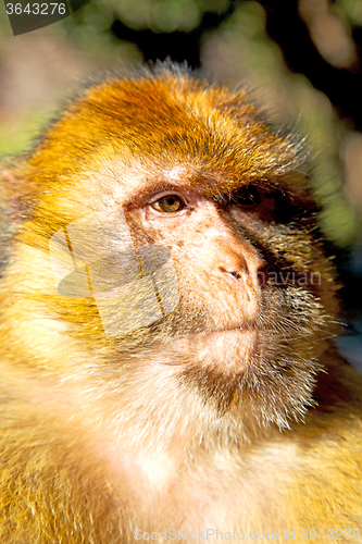 Image of old monkey in   morocco   fauna close up
