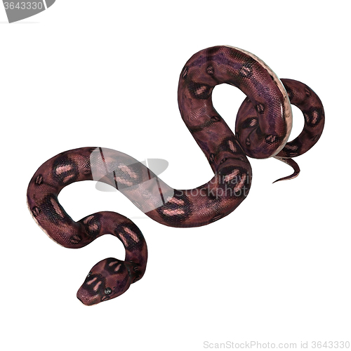 Image of Anaconda Snake on White