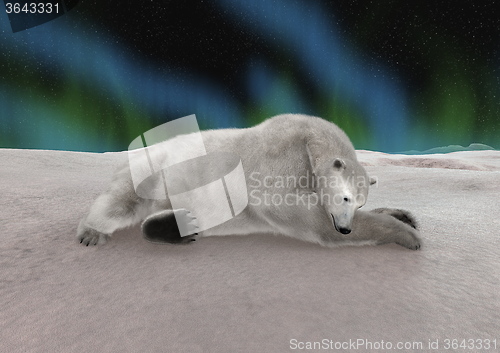 Image of Polar Bear Resting