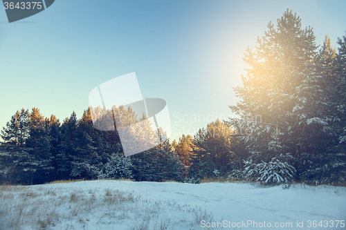 Image of Winter landscape