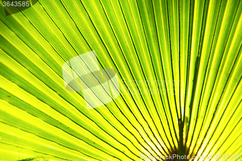 Image of abstract green leaf   the light 