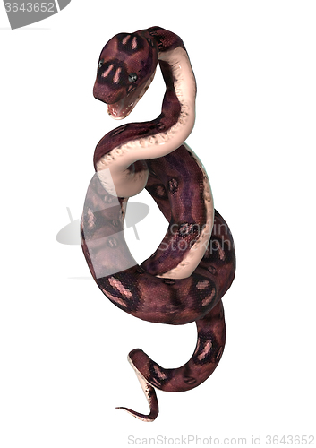 Image of Anaconda Snake on White