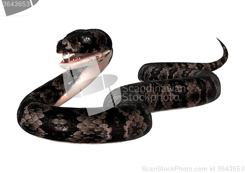 Image of Cottonmouth Snake on White