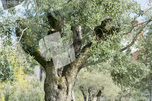 Image of EUROPE PORTUGAL PORTO RIBEIRA OLIVE TREE